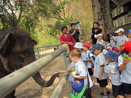 Feeding the elephants at Khao Kheow.
